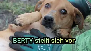 Mentor4Dogs-BERTY stellt sich vor 
