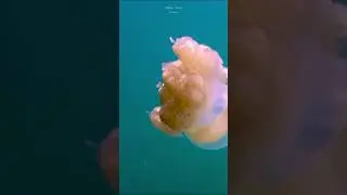 Озеро Медуз (Палау) #чудо #nature  #медузы