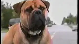 See Spot Run VHS and DVD Release Ad (2001)