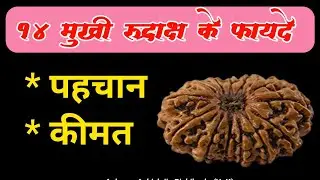 14 मुखी रुद्राक्ष के फायदे | original 14 Mukhi Rudraksh ke fayde | Original Rudraksh Pehchan & price