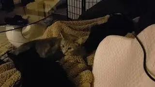 Delphine couldn't help herself, she had to sneak up on foster mom, between 2 other kitties