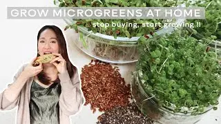 How To Grow Microgreens Without Soil | Chia Seed & FlaxSeed | 3 Ways To Eat With Microgreens