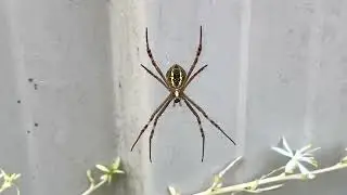 Saint Andrew's Cross Spider (Argiope keyserlingi) - Part 1 (2022-12-23)