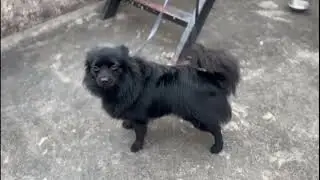 Z Black Cultur pom Male ।।  Stud Proof Male by pets Zoo