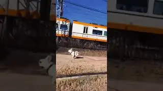 Run. #dog #funny