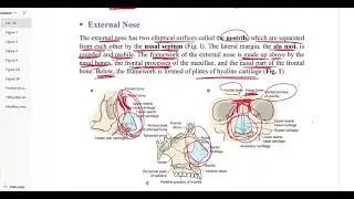 GR2 - Lec. 10 - Nasal region