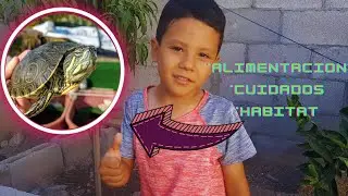 Cuidados Tortuga pavorreal (Trachemys Venusta) | Tortuterra Exotics #reptile  #turtle