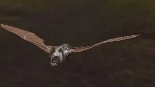 Common Vampire Bat