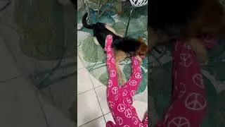 Video of adoptable pet named Prada