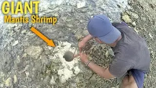Mancing Udang Mantis - Perlawanan dari Udang Mantis Perangkap Hampir Patah