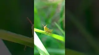 Grasshopper 🦗#satisfying #shortsvideo #wildlife #animals #nature #insects #macro #short #4k #shorts