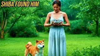 Shiba Found a Baby Turtle in Trouble | A Quiet Rescue