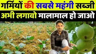 tinda ki kheti kab aur kaise Karen | Desi tinda ki kheti kaise Karen | tinde ki kheti kaise kare