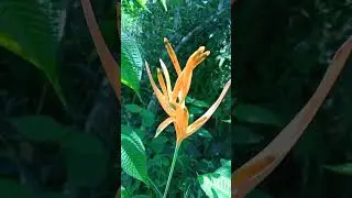 beautiful flower.#rareflower #flowers #jungle #flower #nature #naturelovers