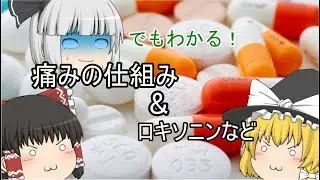 痛みってなんぞ？【ゆっくり解説】