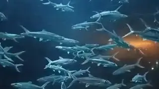 RELAXING MUSIC WITH FISH STRESS RELIEF (DEEP SLEEP)