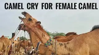 Camel Cry for  Camel 🐪 Camel Farming Season 🐫 Decorated Camel in the Market #camel #camels