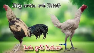 #KVR BREEDES#9392349443#viral bhimavaram chicks#peru cross chicks#chicks#patta punjulu#birds#chicken