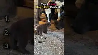 Cutest Dog and Cow Friendship You&rsquo;ll Ever See! 🐾💕