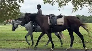 Dream Believer- Lead Horse 09/14