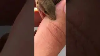 Tiny lizard bites person's hand, then runs away.