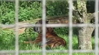 Howletts Zoo