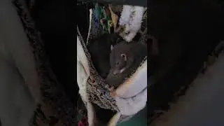 Ratties in the hammock. A little bit of sisterly love ❤️