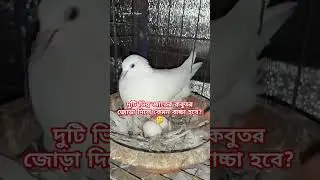 দুটি ভিন্ন জাতের কবুতর জোড়া দিলে কেমন বাচ্চা হবে?🤔 #pigeon #kobuter #bird #kabutar #kobutor #কবুতর