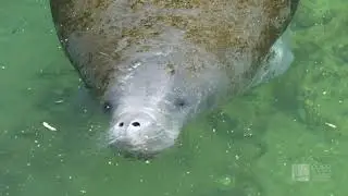 Florida's Water Quality & Everglades Restoration