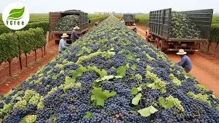 How Millions of Vines Turn Grapes into Iconic Wines &mdash; Inside Spain&rsquo;s Mega Vineyards