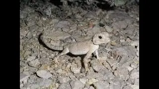Scorpion Tail Geckos