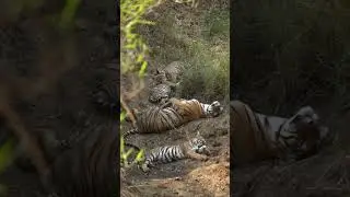 Nagarahole morning safari with College Students 1 day trip#hdkote #kabini #forest #tourism