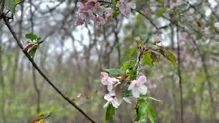 Spring has arrived to Cold Spring Park in Newton MA May 3 2022