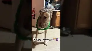 Happy new year #dog #shorts #puppy #dobie #superdog