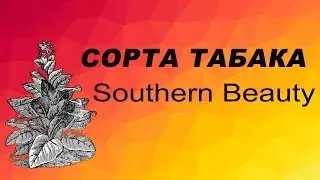 СОРТ ТАБАКА Southern Beauty. Семена табака.