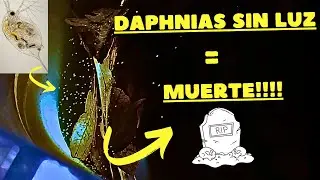 CULTIVO de PULGA de AGUA a OSCURAS?? NO FUNCIONA! (Parte 9)