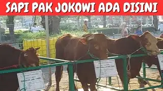 Wow! Sapi Terberat di Masjid Al Akbar Surabaya Pasca Sholat Idul Adha - Seru Banget!