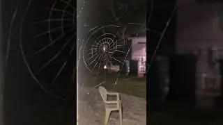 Aranha Tecendo sua teia (Timelapse)