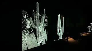 FRAMERATE: Desert Pulse exhibit at Desert Botanical Garden in Phoenix, Arizona