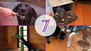 THE BEST 7 DIY'S FOR PETS - EZPZ ideas