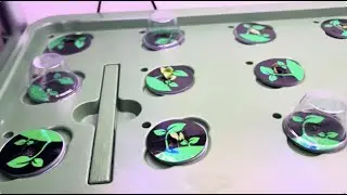 54 Plants Growing Indoors? This Hydroponic System Changes Everything