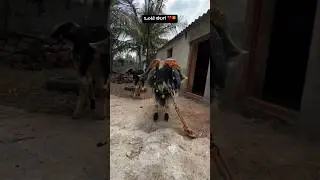 Hebballi jaala.. 🔥🔥 #animals #shorts #sheep #viralvideo #trendingshorts #motivation