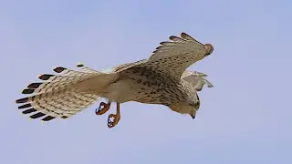 Common kestrel hovering in slow motion (2)