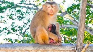 Congratulations! Monkey Anissa just got newborn babe today .