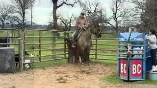 Lot 204 - 2026 Red Bluff Bull & Gelding Sale