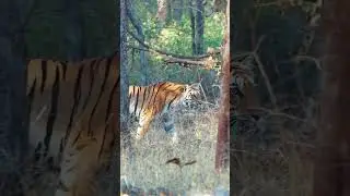 Sunsets and Safaris in Madhya Pradesh | Pench National Park | Tiger Reserve | Wildlife