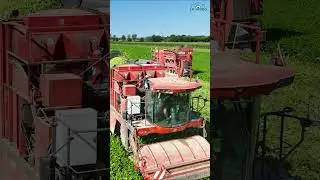 R&eacute;colte haricots verts 2024 avec la SARL JPBM 🟡🟢#agriculturalmachinery #tracteur #2024 #haricots