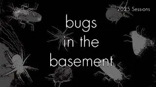 Bugs In The Basement- Conoderus Vespertinus aka The Tobacco Wireworm
