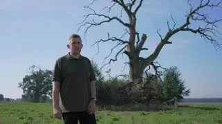 The role and functions of mid-field trees