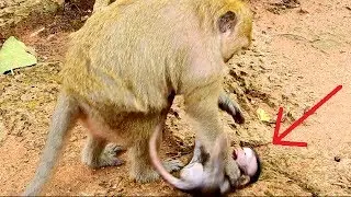 Deep Breaking-heart pityful Daniela! Why Dana fighting Baby So cruelly as not Her Baby!